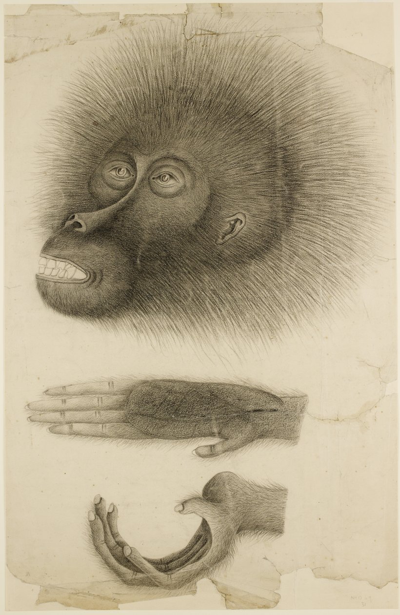 Der Kopf und die Hände eines Orang-Utans, ca. 1818-30 von British School
