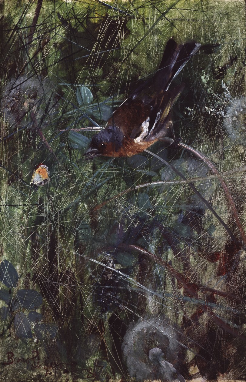 Buchfink von Bruno Andreas Liljefors