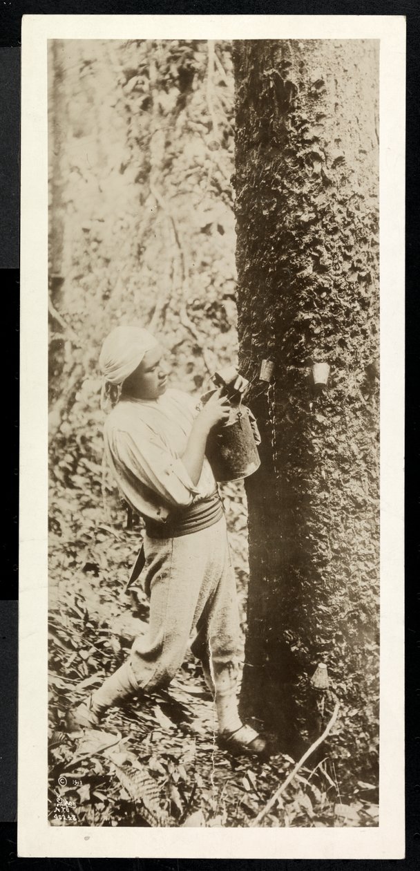 Ansicht eines Mannes, der Gummi von einem Gummibaum sammelt, vermutlich in Panama während des Kanalbaus, 1913 von Byron Company