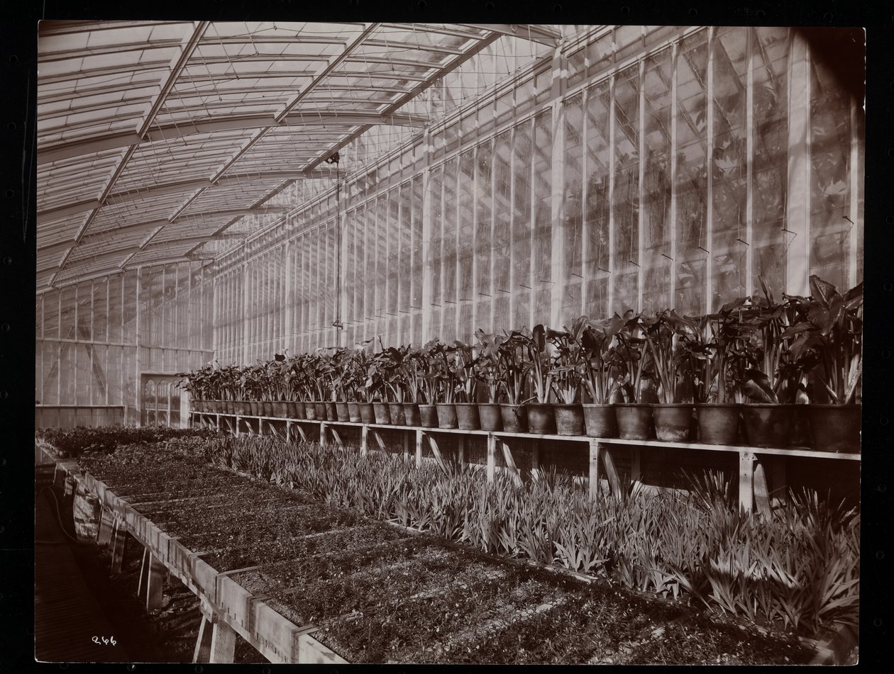 Pflanzen in einem Gewächshaus auf dem Helen Gould Anwesen (ehemalige Jay Gould Residenz) in Tarrytown, New York, 1894 von Byron Company