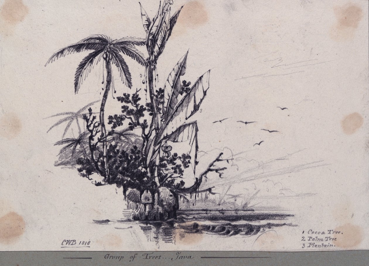 Gruppe von Bäumen.... Java. 1. Kakaobaum, 2. Palmenbaum, 3. Kochbanane von C.W. Browne