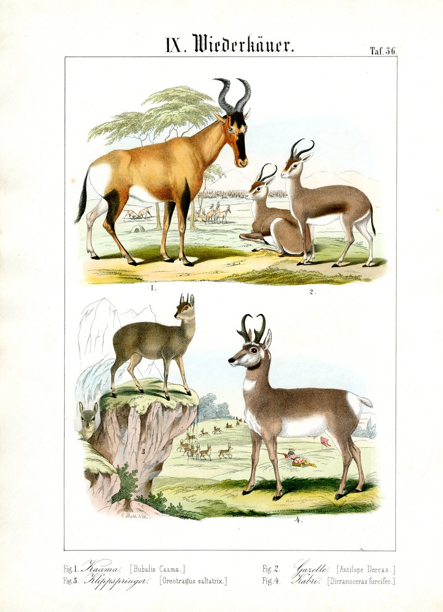 Afrikanische Wiederkäuer der Savanne von C. Roth