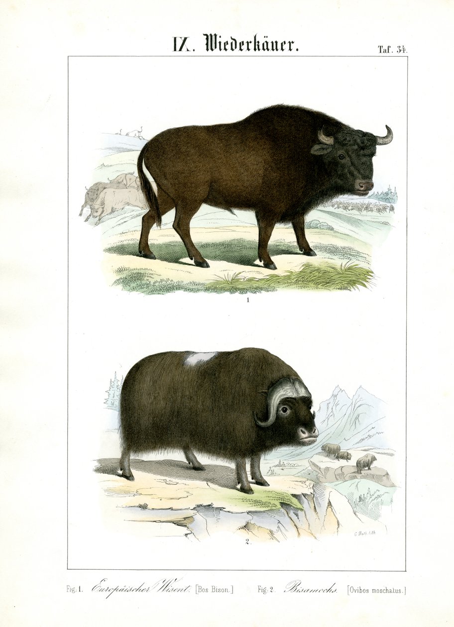 Europäischer Bison und Moschusochse von C. Roth