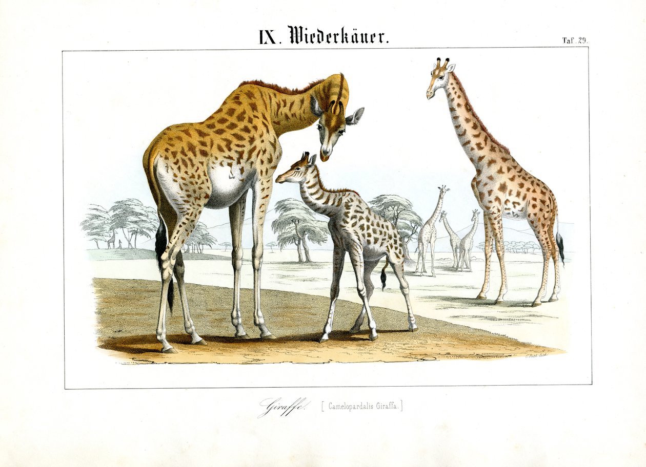 Giraffen in der afrikanischen Savanne von C. Roth