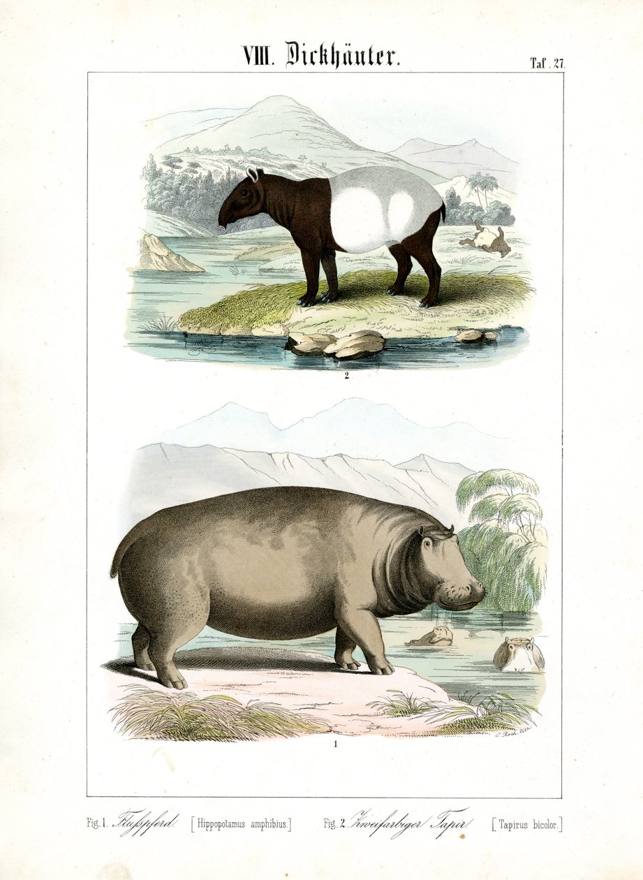Flusspferd und Tapir von C. Roth
