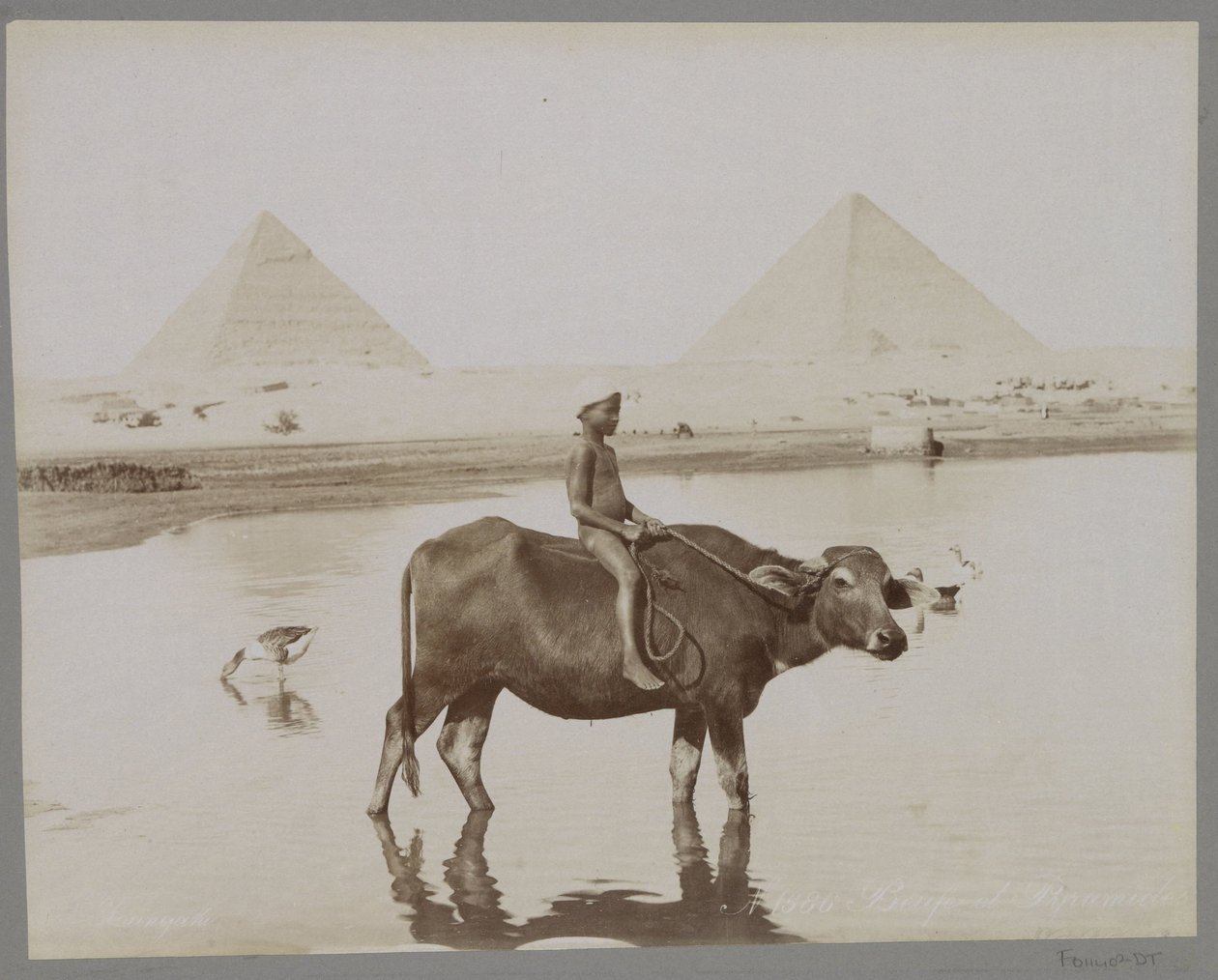Junge auf einem Büffel mit zwei Pyramiden im Hintergrund in Ägypten von C. and G. Zangaki
