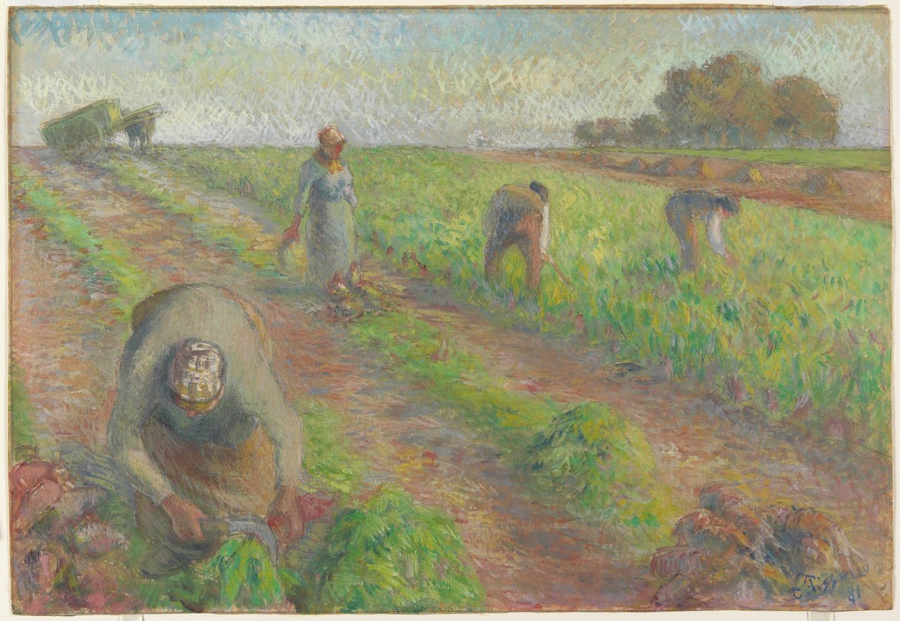 Die Rübenernte (La Récolte des betteraves), 1881 von Camille Jacob Pissarro