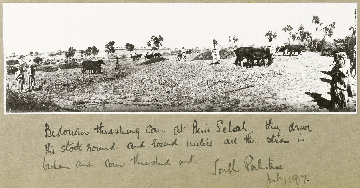 Beduinen beim Dreschen von Korn in Beni Saleh, Juli 1917 von Capt. Arthur Rhodes