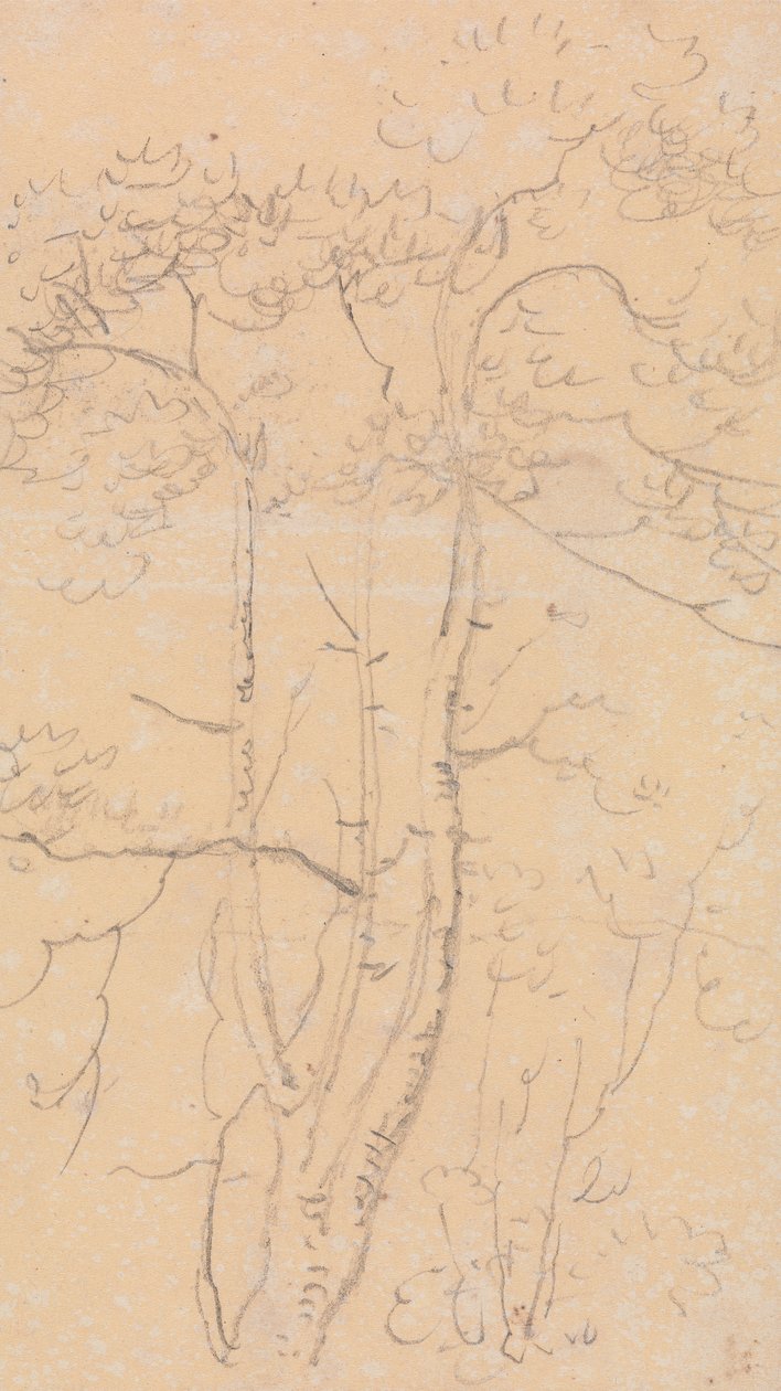 Skizze von Bäumen, Shorwell, Isle of Wight von Capt. Thomas Hastings