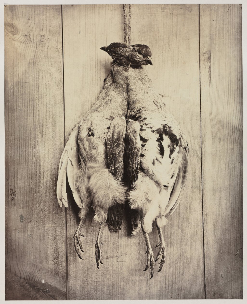 Rebhühner recto, L.D. Campbells Grabmal verso, ca. 1861 von Captain N. Baily