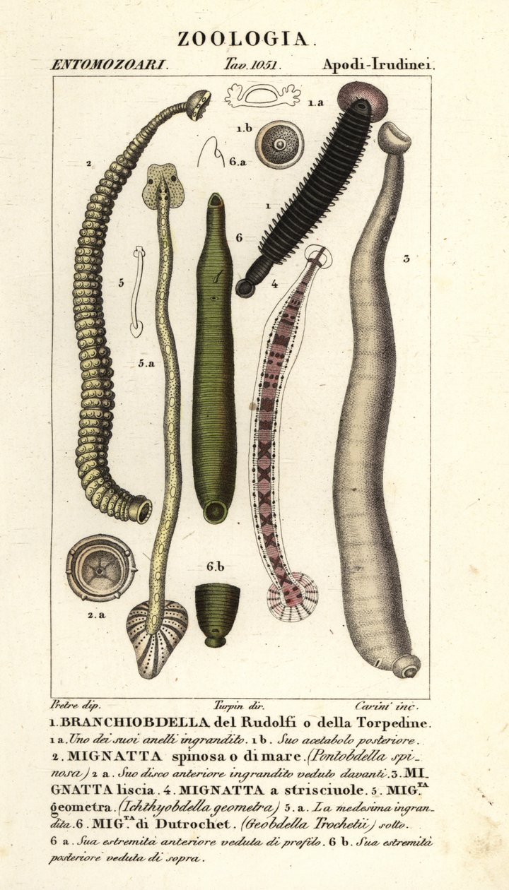 Fischegel und Süßwasseregel: Branchiobdellida 1, Pontobdella spinosa 2, Whitmania laevis 3, Hirudo vittata 4, Piscicola geometra 5, Ichthyobdella geometra 5, Geobdella trochetii 6 von Carini Carini