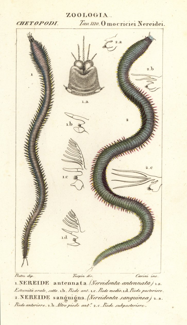 Leodice antennata, Nereidonta antennata und Eunice sanguinea, Nereidonta sanguinea von Carini Carini
