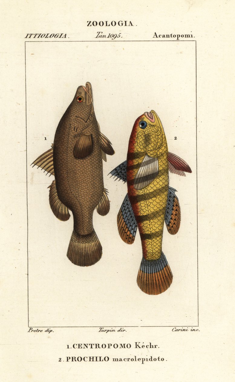 Nilbarsch, Lates niloticus, und Schläferfisch oder Gründling, Ophiocara macrolepidota von Carini Carini