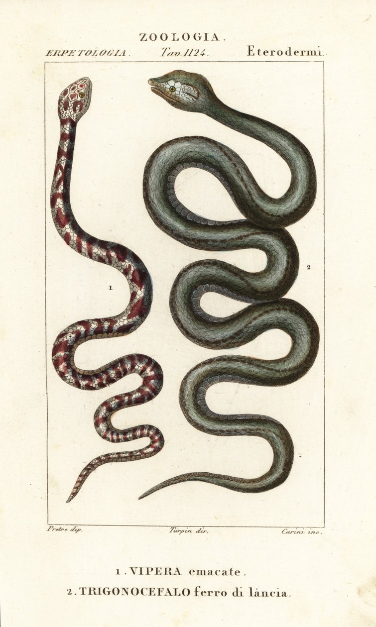 Halsband-Speikobra, Hemachatus haemachatus 1, und Martinique-Lanzenotter, Bothrops lanceolatus 2 von Carini Carini