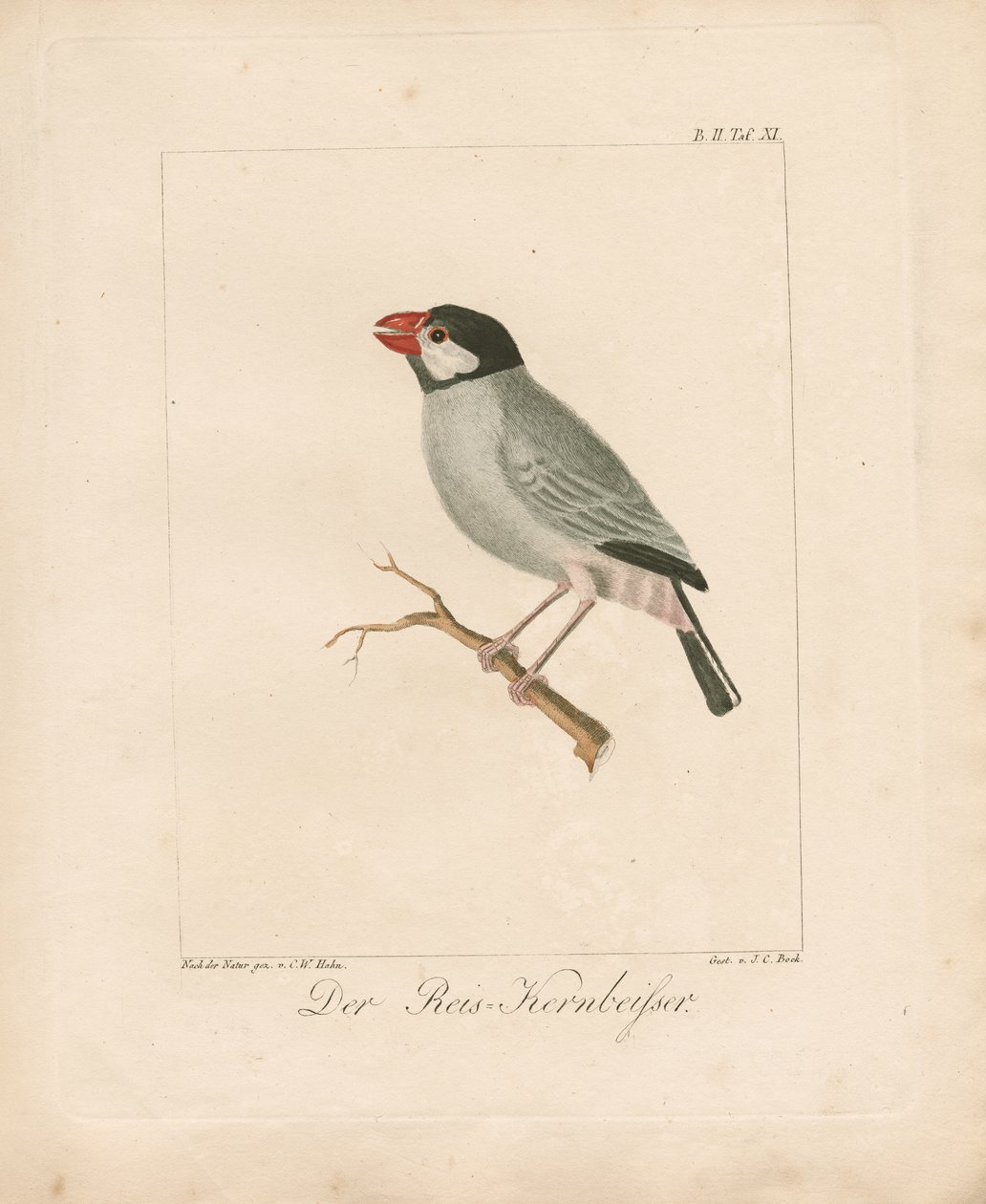 Der Java-Reisfink (handkolorierte Lithografie) von Carl Wilhelm Hahn