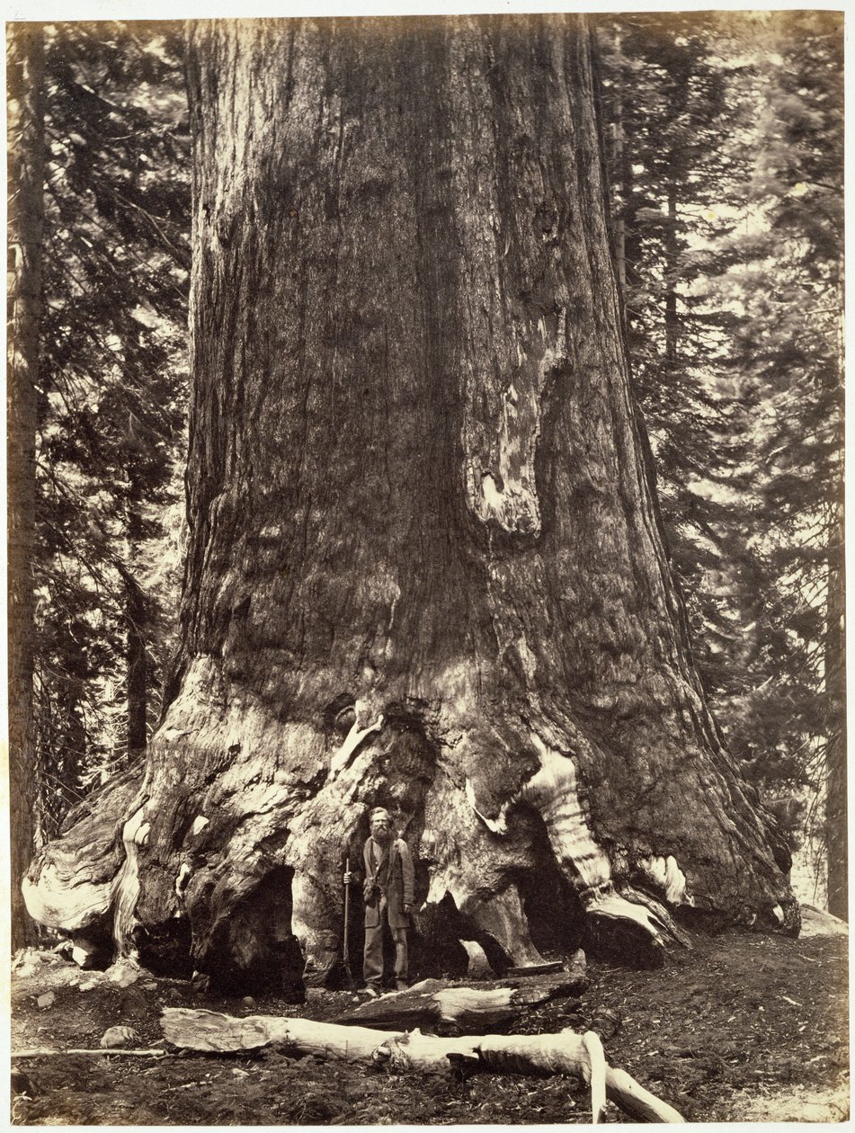 Basis des Grizzly-Riesen, aus The Yosemite Book: A Description of the Yosemite Valley and the Adjacent Region of the Sierra Nevada, and of the Big Trees of California, von Josiah Dwight Whitney von Carleton E. Watkins