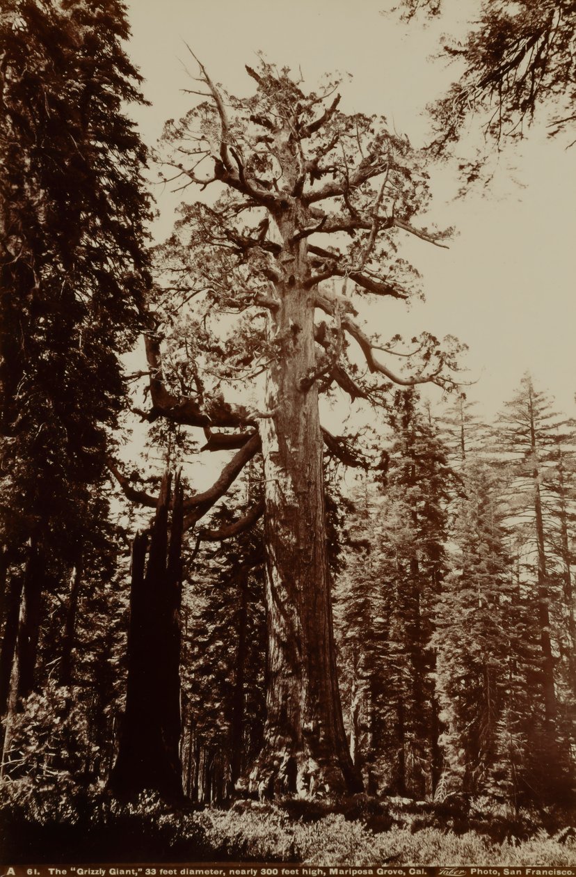 Der Grizzly-Riese, Mariposa Grove, Yosemite, Kalifornien von Carleton E. Watkins