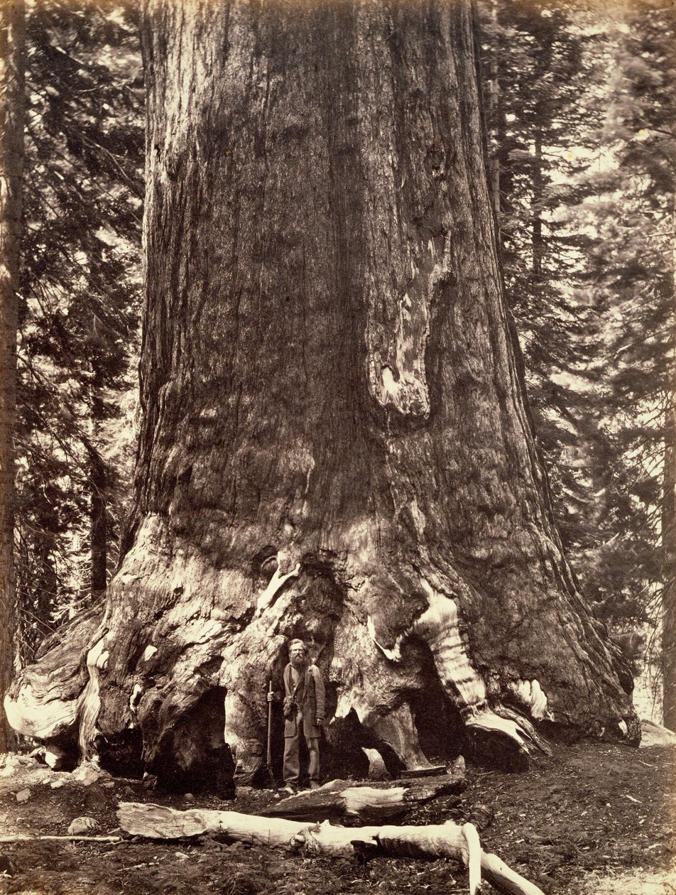 Basis des Grizzly Giant, Riesenmammutbaum, Yosemite, Kalifornien, 1868 von Carleton Emmons Watkins