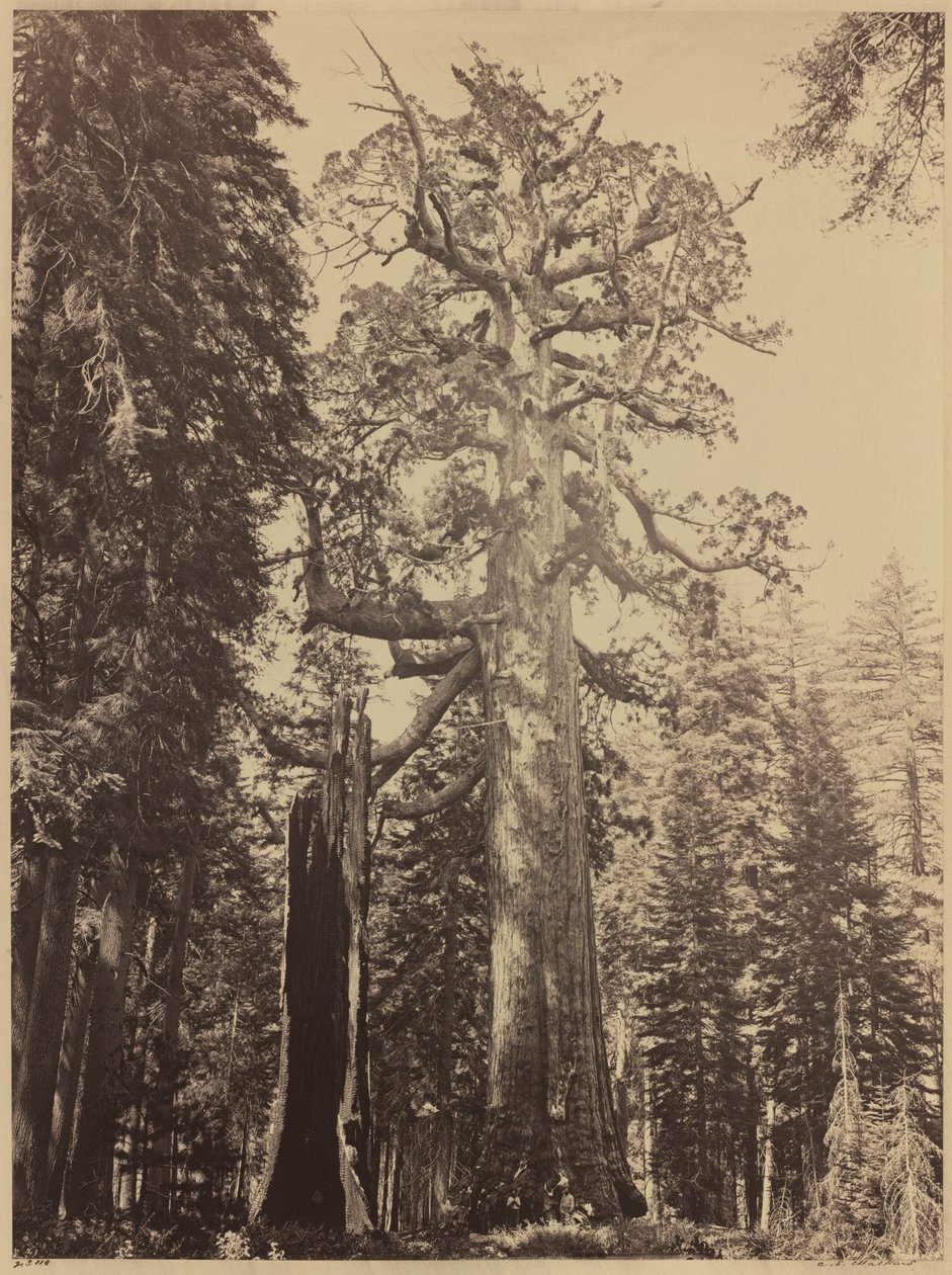 Grizzly Giant, Mariposa Grove, 1861 von Carleton Emmons Watkins