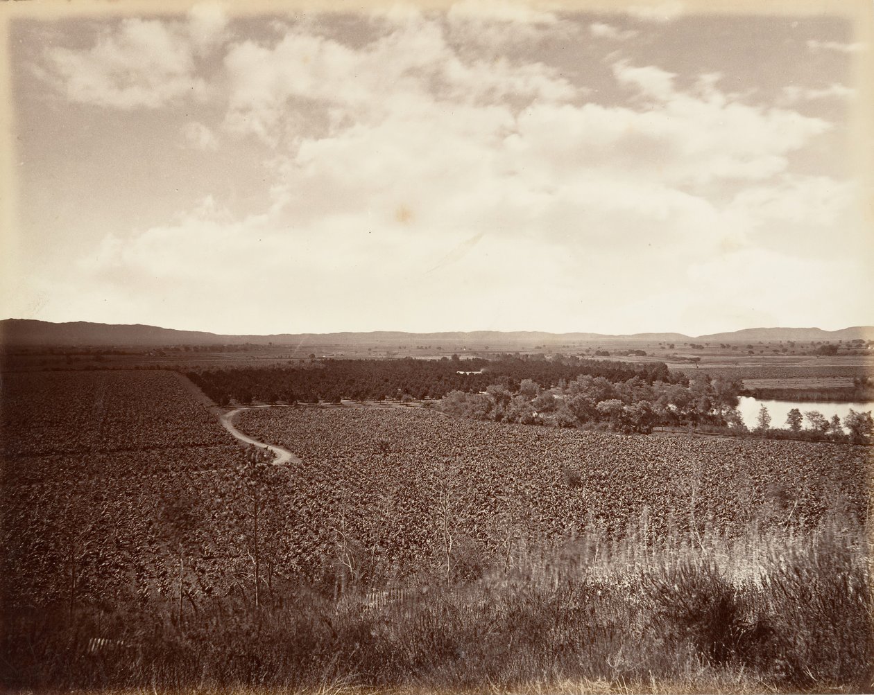 Lake Vineyard und Orangenhain, Los Angeles von Carleton Emmons Watkins