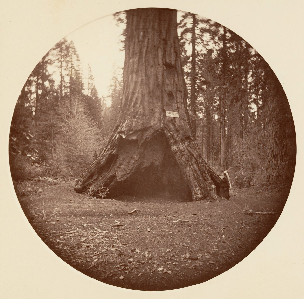 Pioneers Cabin - Calaveras Grove, ca. 1878 von Carleton Emmons Watkins