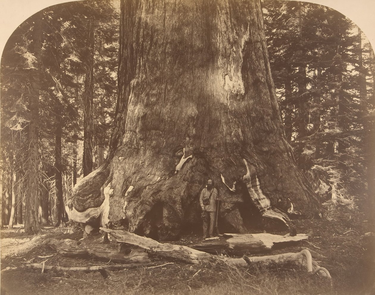 Abschnitt des Grisly Giant, Mariposa Grove, 1861 von Carleton Emmons Watkins