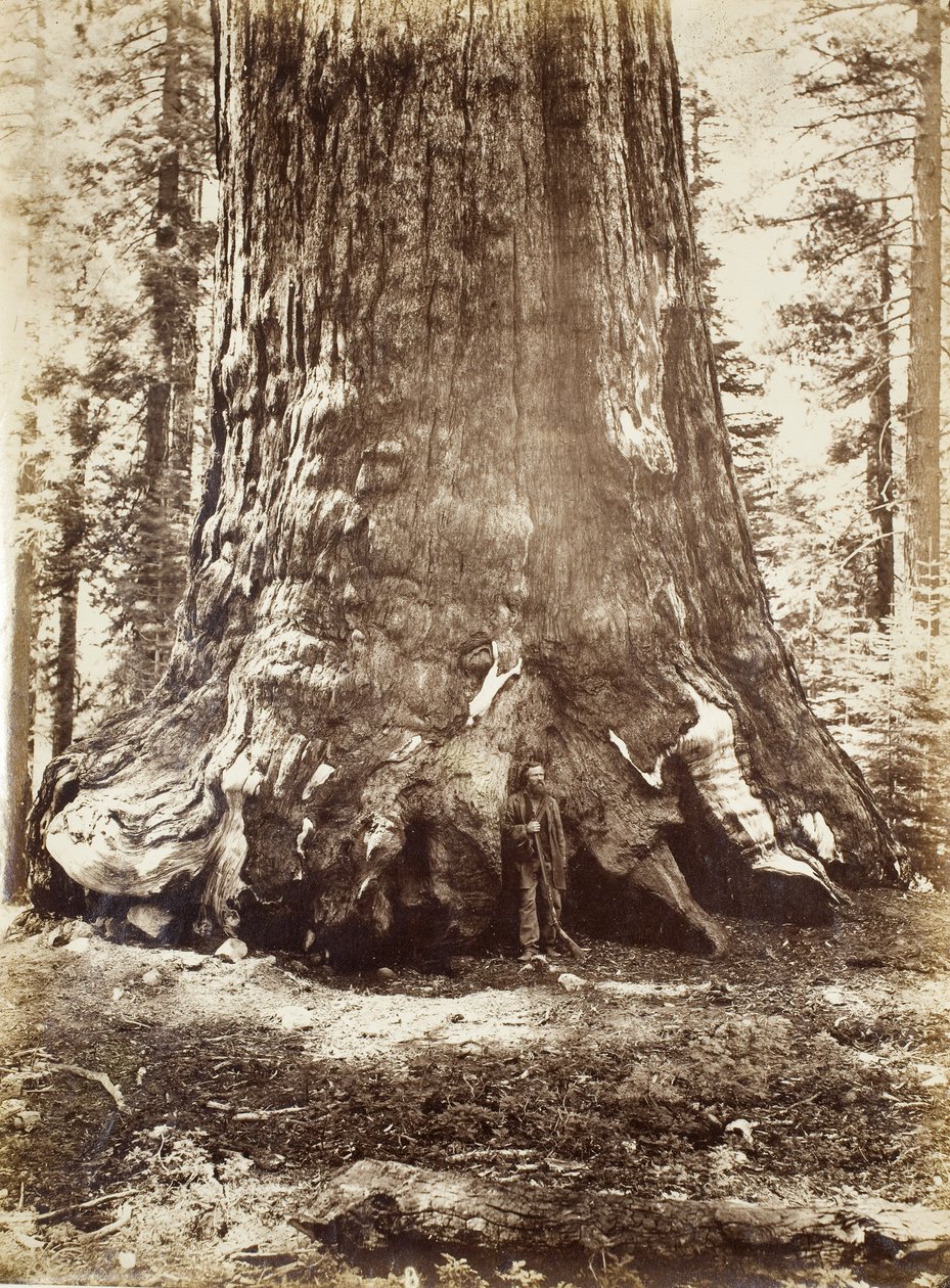 Abschnitt des Grizzly-Riesen mit Galen Clark, Mariposa Grove, Yosemite, 1865-66 von Carleton E. Watkins