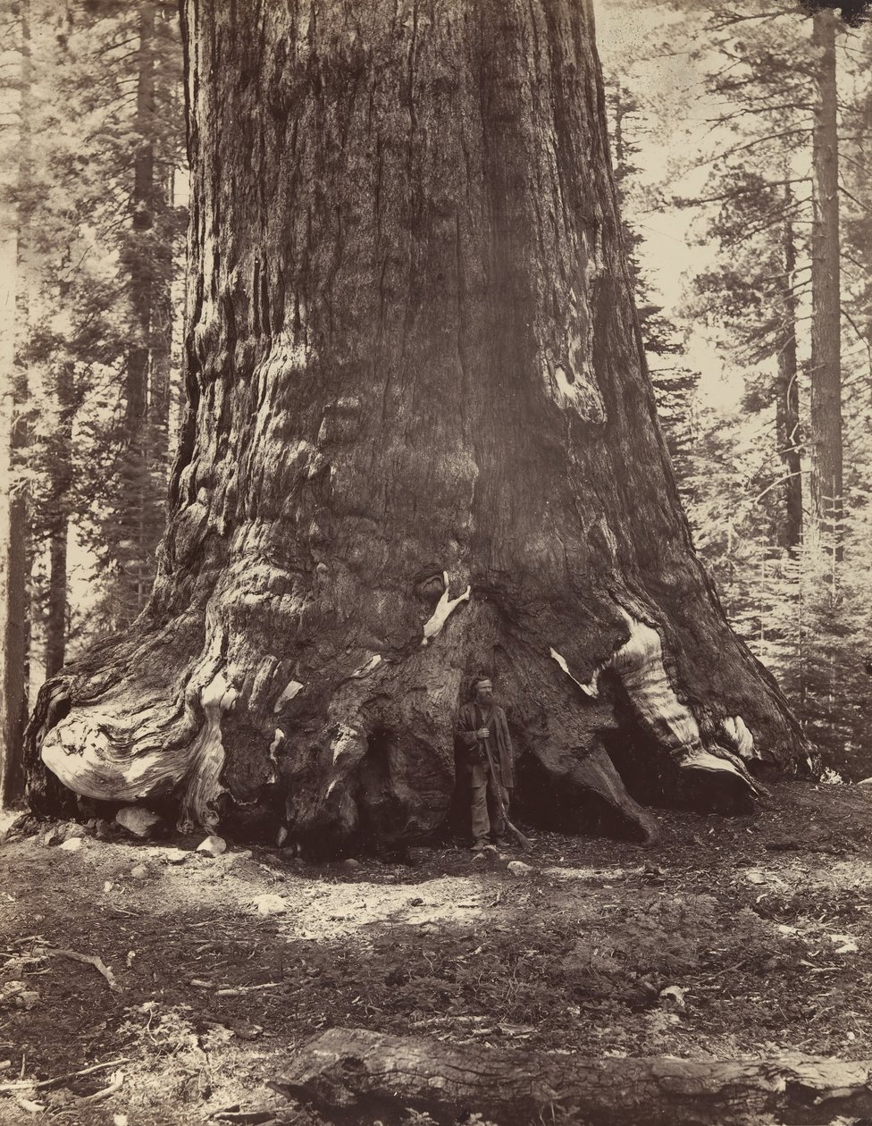 Abschnitt des Grizzly-Riesen mit Galen Clark, Mariposa Grove, Yosemite, 1865-66, gedruckt ca. 1876 von Carleton Emmons Watkins