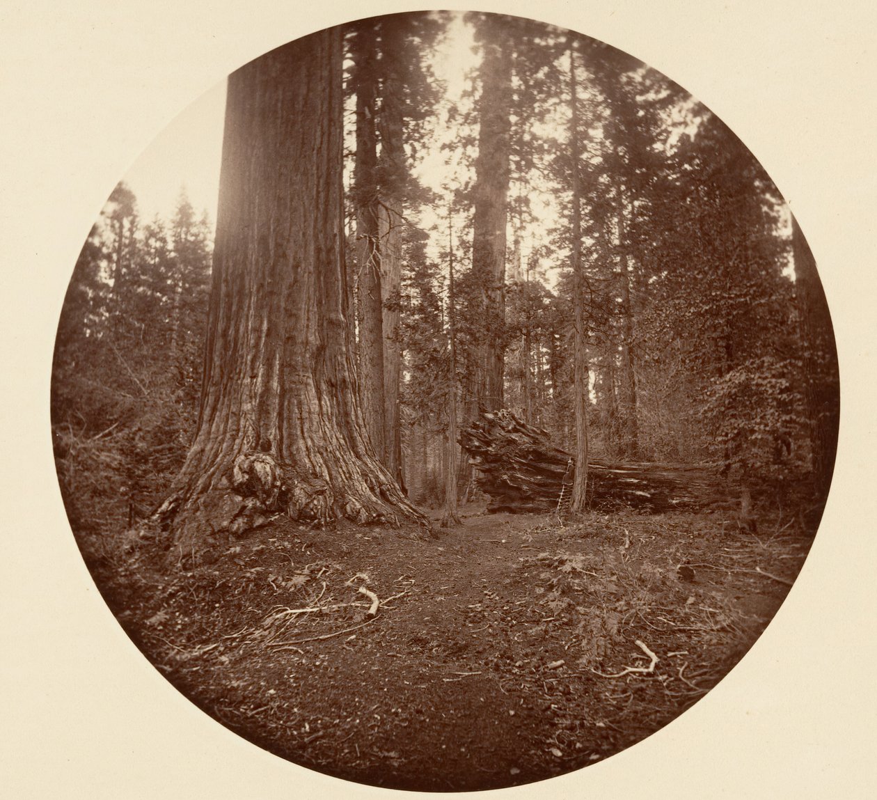 Der Vater des Waldes - C. Grove, ca. 1878 von Carleton Emmons Watkins