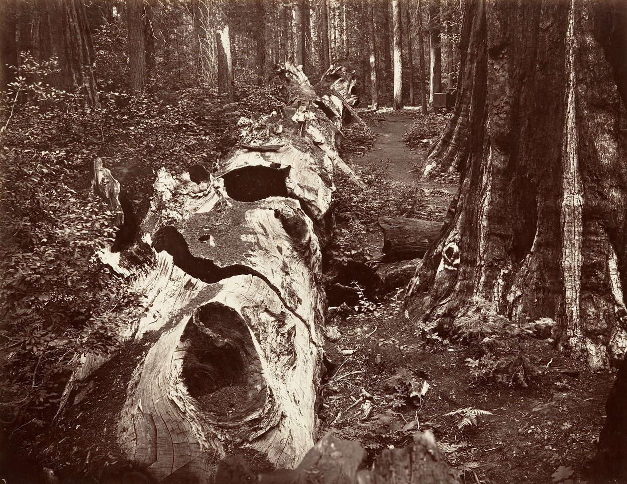 Der Vater des Waldes, 112 Fuß Umfang, Calaveras Grove von Carleton Emmons Watkins