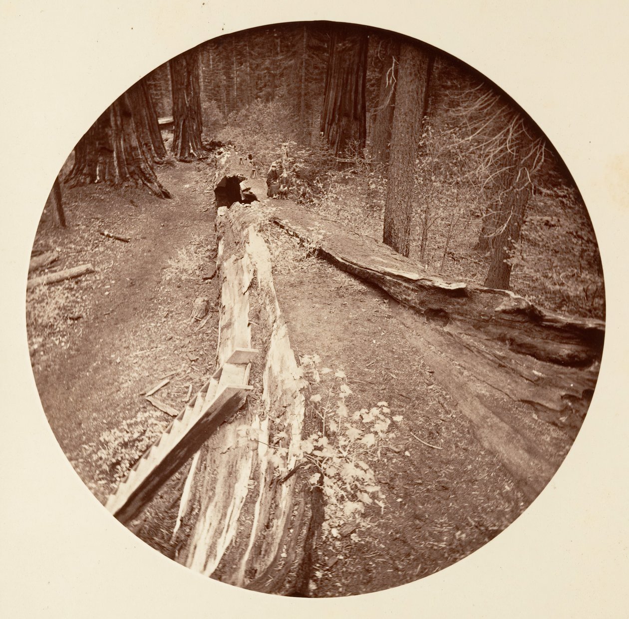 Der Vater des Waldes, 450 Fuß lang, C. Grove, ca. 1878 von Carleton Emmons Watkins
