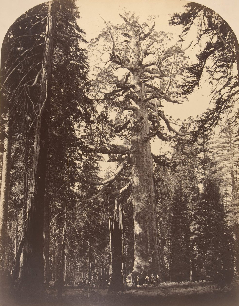 Der grässliche Riese, Mariposa Grove, Yosemite, 1861 von Carleton Emmons Watkins