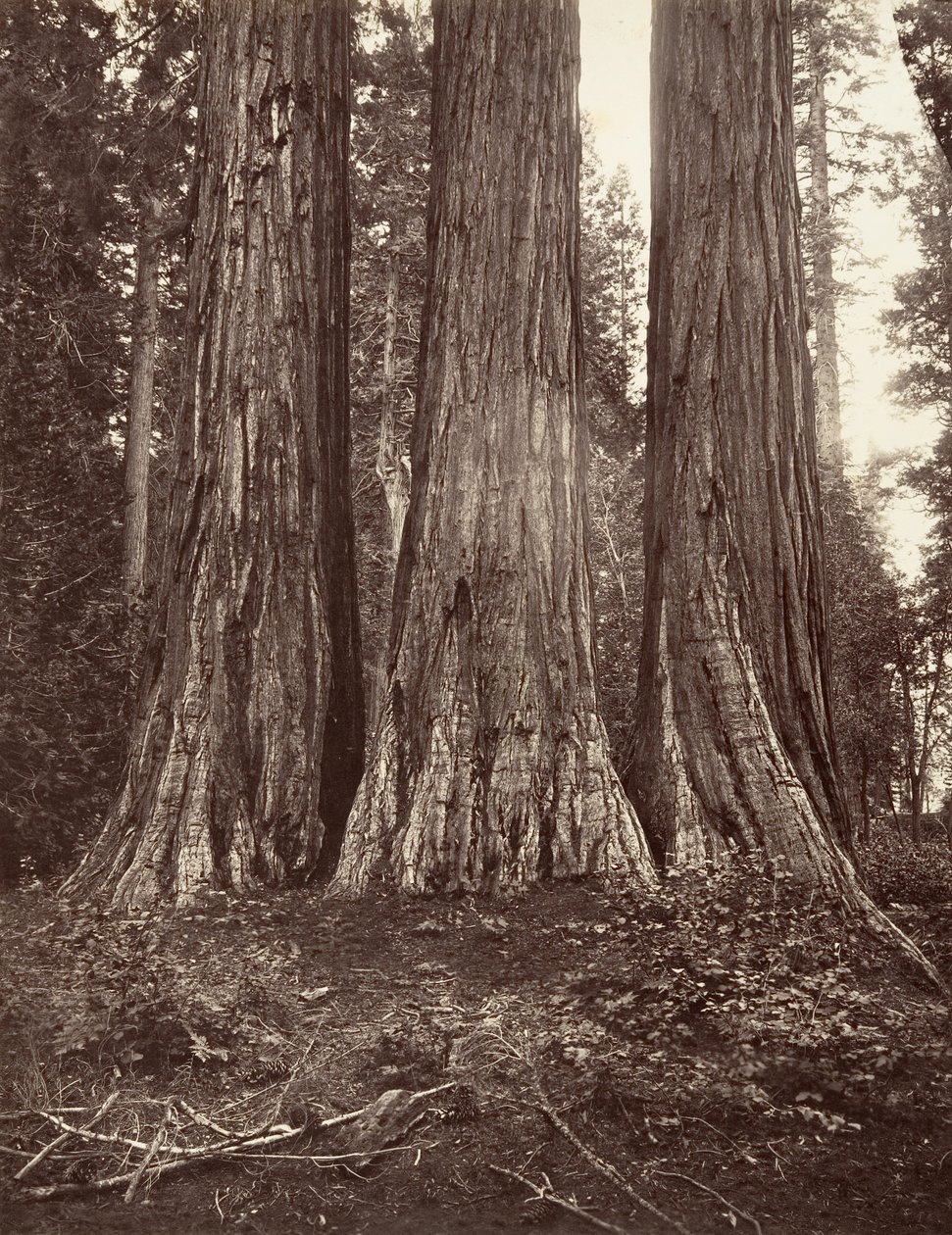 Die drei Grazien, 272 Fuß von Carleton Emmons Watkins