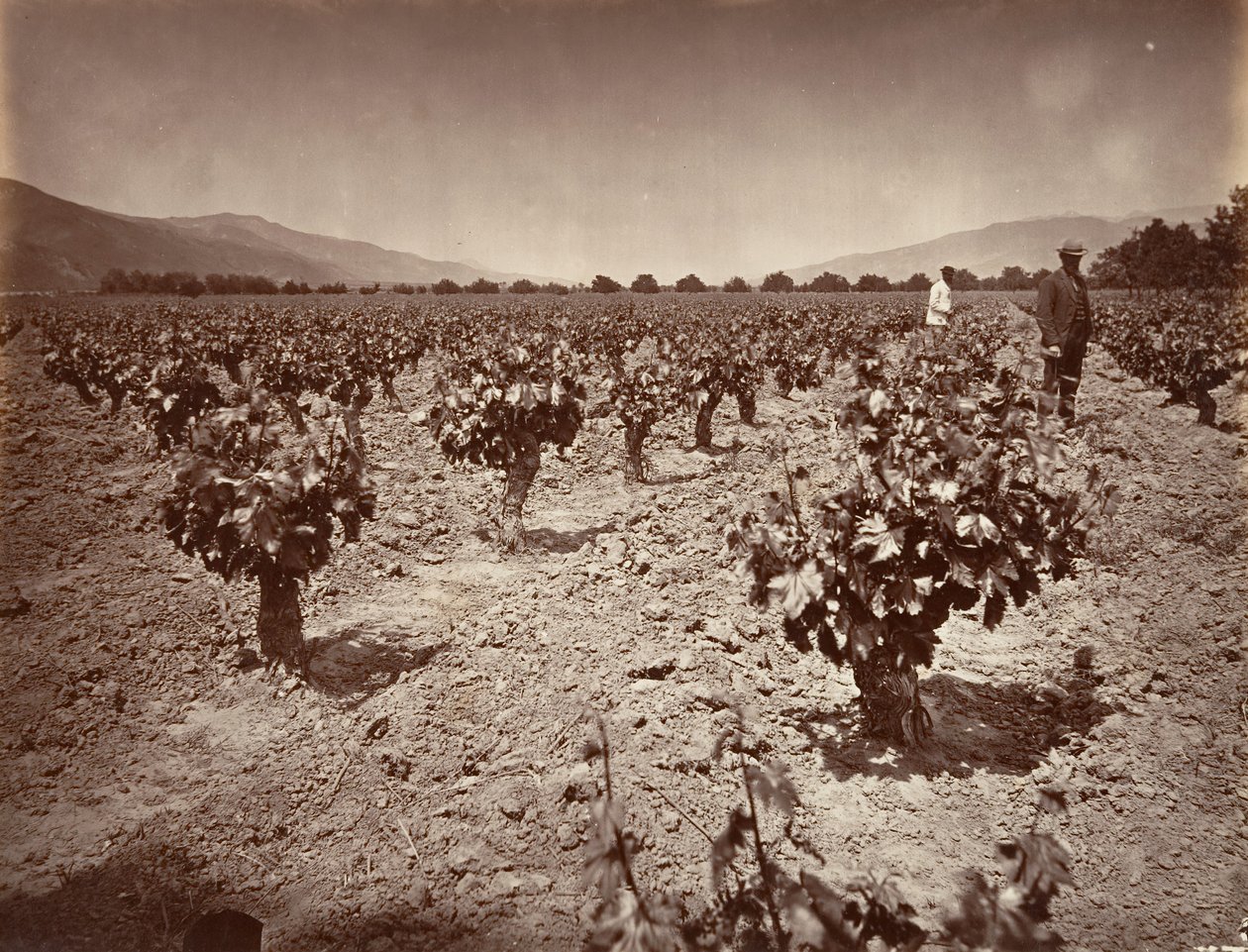 Weinberg der Camulos Ranch, 1876, gedruckt ca. 1876 von Carleton Emmons Watkins