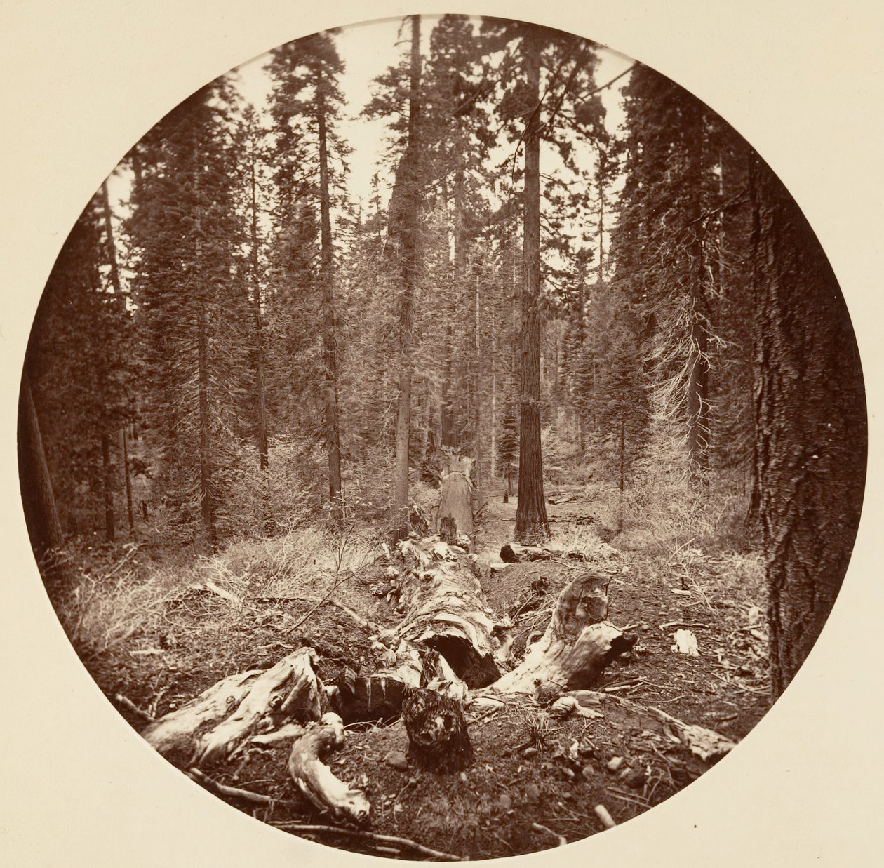 Yosemite-Nationalpark, Kalifornien, ca. 1878 von Carleton Emmons Watkins