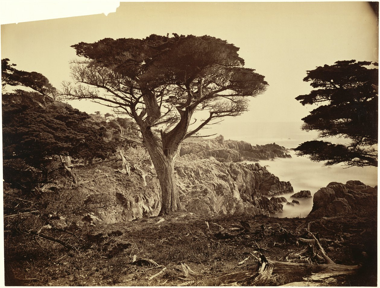 Cypress Point, Monterey von Carleton Watkins