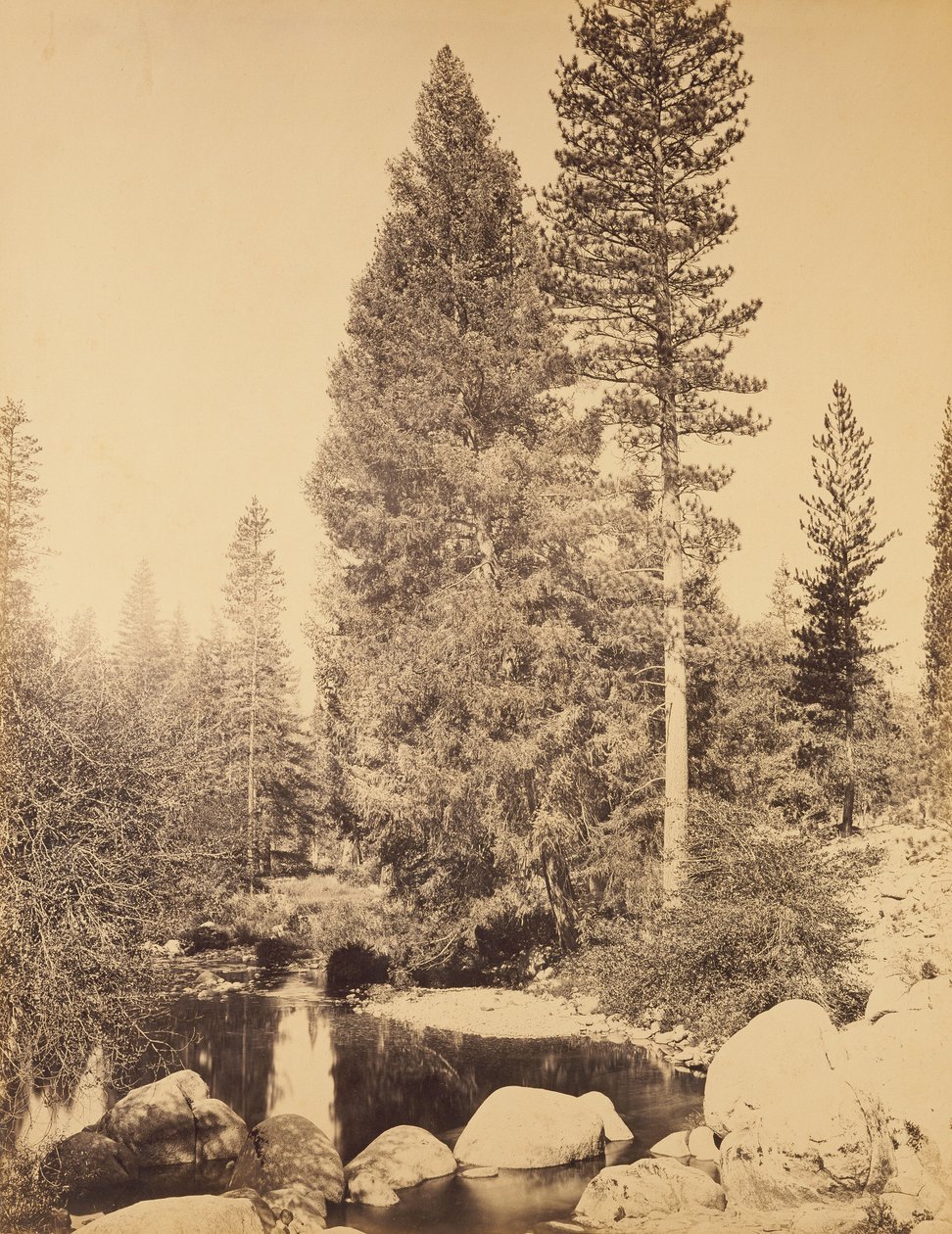 Douglasie bei Clarks von Carleton Watkins
