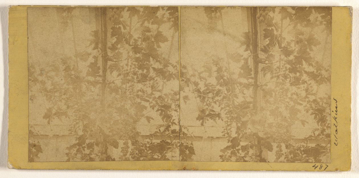 Weinreben von Carleton Watkins