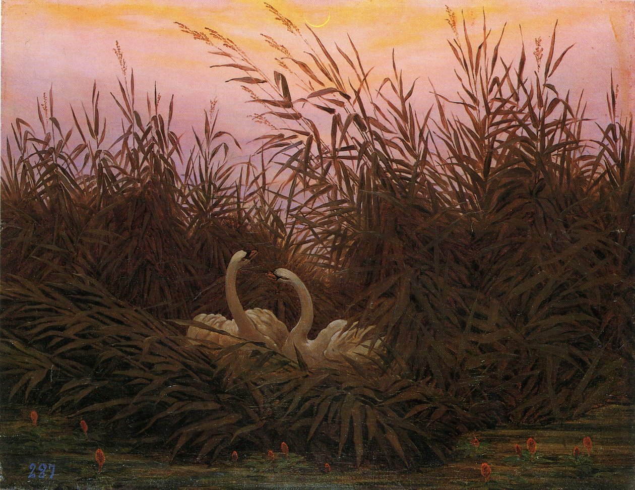 Schwäne im Schilf beim ersten Morgenrot von Caspar David Friedrich