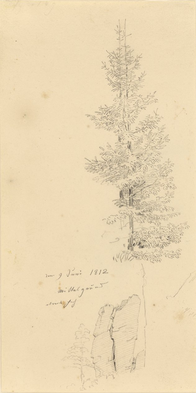 Studie mit Fichten und Felsen von Caspar David Friedrich