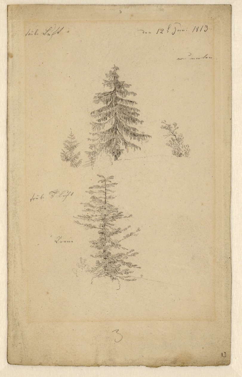 Zwei Tannenstudien von Caspar David Friedrich