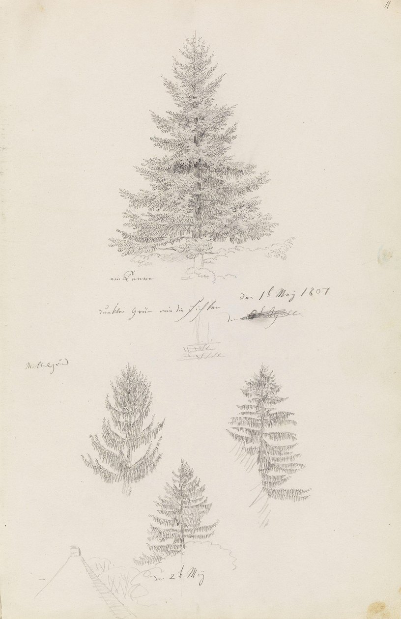 Tanne und drei Studien von Fichten von Caspar David Friedrich