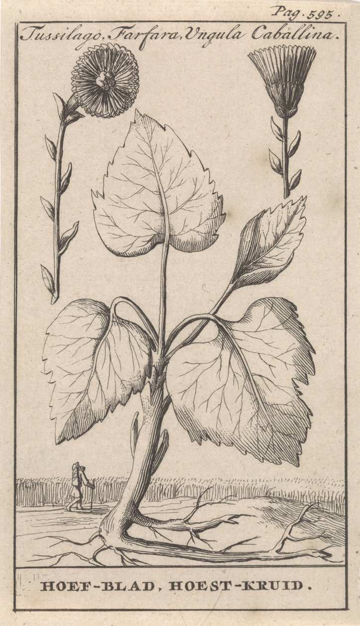 Huflattich mit Hustenkräutern von Caspar Luyken