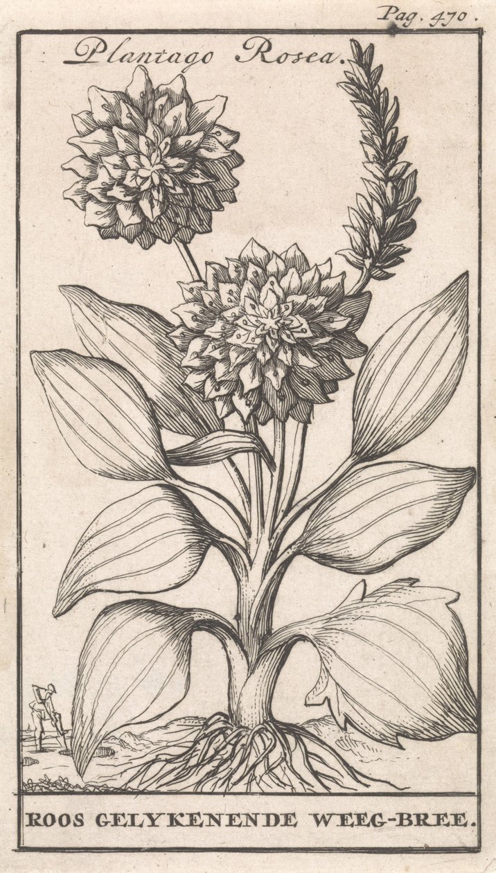 Titelblatt und acht Drucke mit Blumen von Caspar Luyken