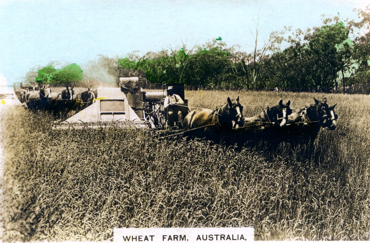 Grenfell-Weizenfarm, Australien, um 1920er Jahre von Cavenders Ltd