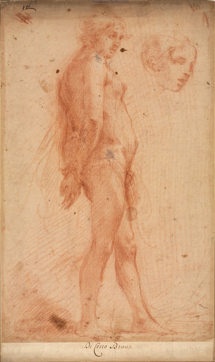 Studie eines stehenden männlichen Aktes, mit einer Studie eines Kopfes im Dreiviertelprofil, ca. 1640 von Cecco Bravo