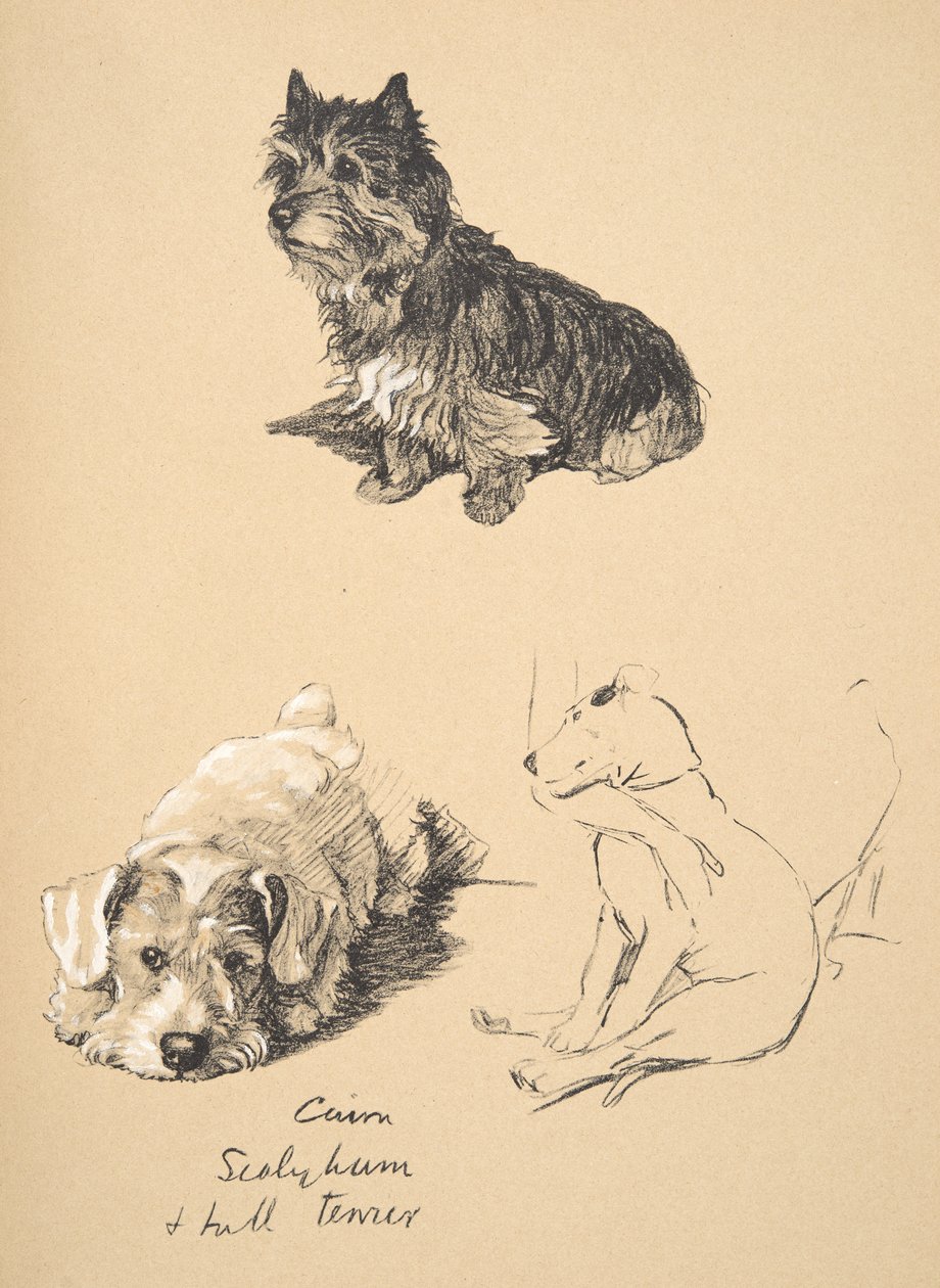 Cairn, Sealyham und Bullterrier, 1930, Illustrationen aus seinem Skizzenbuch verwendet für Just Among Friends, Aldin, Cecil Charles Windsor (1870-1935), später veröffentlicht von Eyre und Spottiswoode Limited, 1934 von Cecil Charles Windsor Aldin