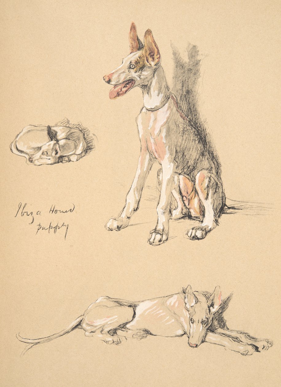Ibiza-Hundewelpe, 1930, Illustrationen aus seinem Skizzenbuch verwendet für Just Among Friends, Aldin, Cecil Charles Windsor (1870-1935), später veröffentlicht von Eyre und Spottiswoode Limited, 1934 von Cecil Charles Windsor Aldin