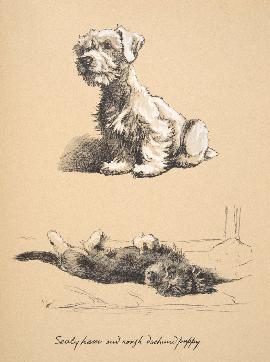 Sealyham und Rauhhaardackel-Welpe, 1930, Illustrationen aus seinem Skizzenbuch verwendet für Just Among Friends, später veröffentlicht von Eyre und Spottiswoode Limited, 1934 von Cecil Charles Windsor Aldin