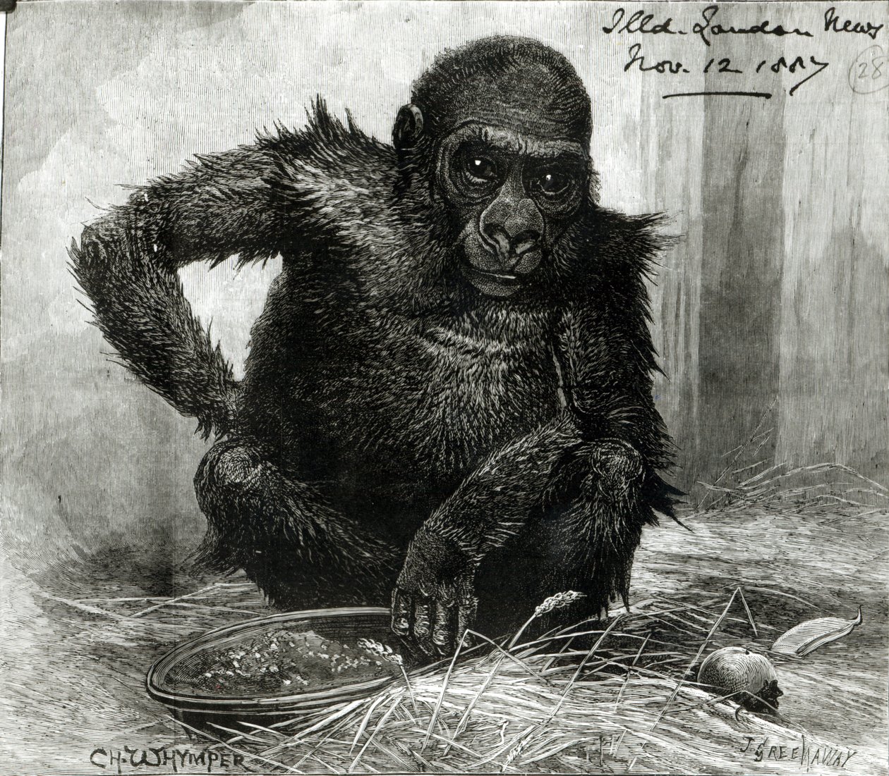 Der Gorilla in den Gärten der Zoologischen Gesellschaft, aus der 